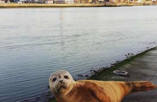 Maison vue mer - Foto 34