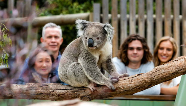 Complete Phillip Island Day Trip - Photo 3