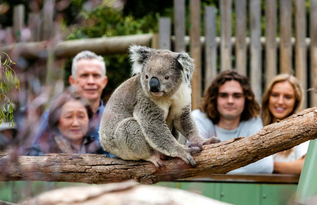 Complete Phillip Island Day Trip - Photo 3