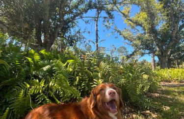 1mi to Beach Jungle Bungalow 1 acre with Pool - Foto 11