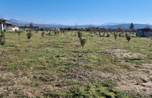 Agroktima Arta - Farm Stay - Foto 32