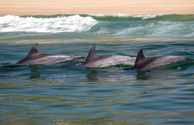 Avvistamento di delfini a Knysna - Foto 6