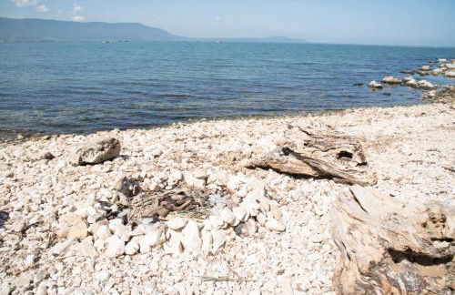 Azienda Agricola Villa Castelluccia - Foto 9