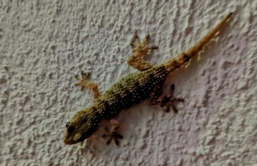 Finca Mamaflo - Foto 16