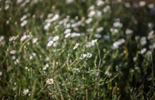 Herdade do Moinho Novo - Foto 26