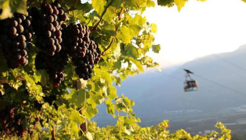 Greiterhof - Foto 2, Garden