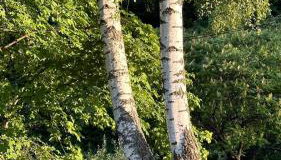 ZIELONY GAJ przy SOLINIE - Foto 4