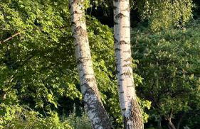 ZIELONY GAJ przy SOLINIE - Foto 4