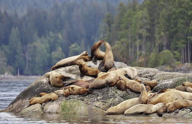 4 Hour Whale and Wildlife Boat Tour - Foto 12