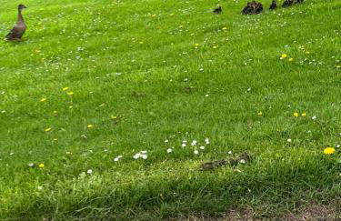 Lavender Cottage Grewelthorpe Nr Masham Ripon - Foto 63