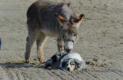 Pietra Cavalla - Ranch & Resort - Foto 44