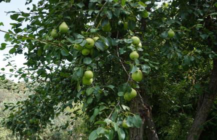 Cortijos Rey Fini - Foto 48