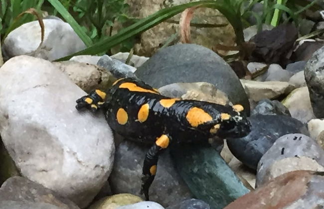 Kaiserhaus Harald Astner Ebbs Studio 1 - Foto 42