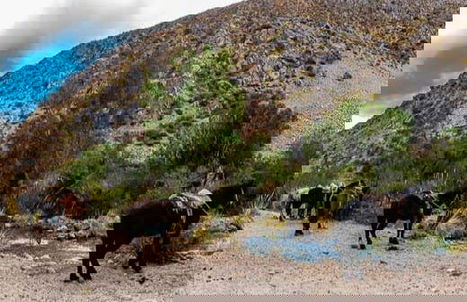 Horseback Riding in Cochiguaz - Photo 7