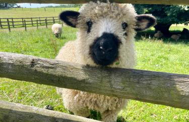 Goodrevy Barn - Foto 17