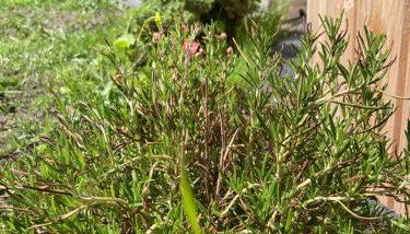 Domek z Jacuzzi - Foto 4