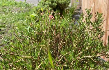 Domek z Jacuzzi - Foto 4