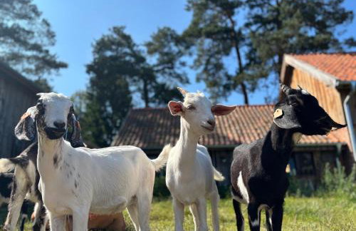 Farma Puchałowo - Foto 24