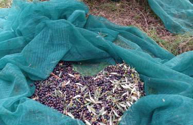 Agriturismo Il Gelso - Foto 19