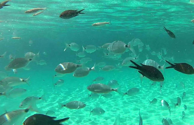 Snorkel en Cala en Brut - Foto 2