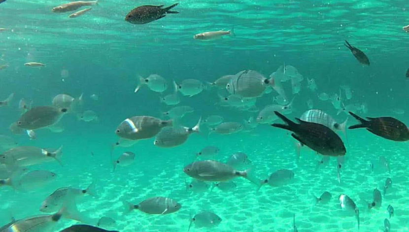 Peces en la Cala en Brut