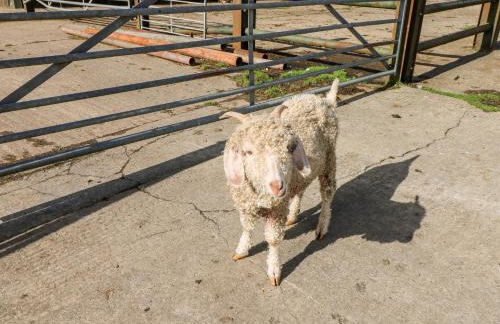 Saddlers Cottage, Berllandeg Farm - Foto 31