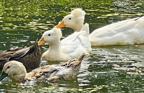 The Priory Cottage - Foto 18