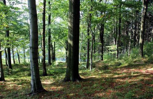 Ferienwohnung am Kieferberg - Foto 17