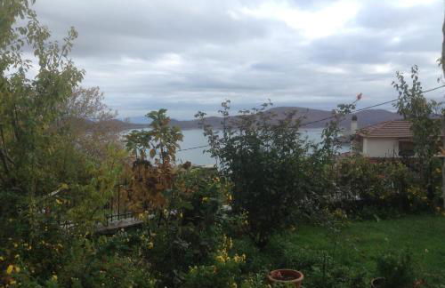 Anthemion - Photo 57