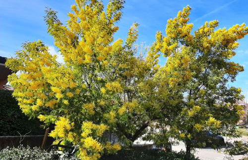 La Mimosa - Photo 18