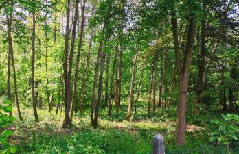 Waldidylle - Foto 16