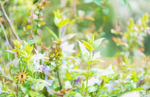 Soul River - Rifugio Zen sul Ruscello - Foto 40