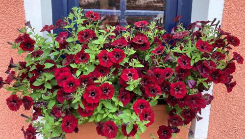 Ferienwohnung Helbing - Foto 5