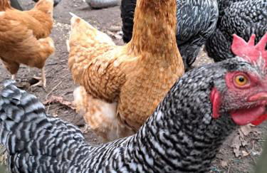 Hof Schwericke - Foto 18