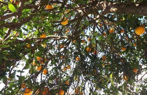 Casa do Vale - Moradia-Rio Minho-Seixas-Caminha - Casa de férias completa com piscina - Foto 59