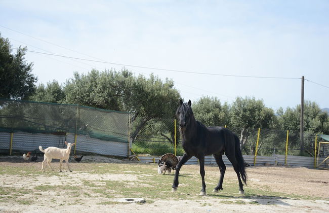 Nautilus Villa with private pool - Foto 15
