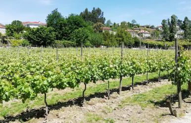 My Portugal for All - Lousada Villa - Foto 40