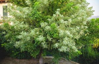 Luxury experience in Alba: Unesco hills' hearth - Foto 24