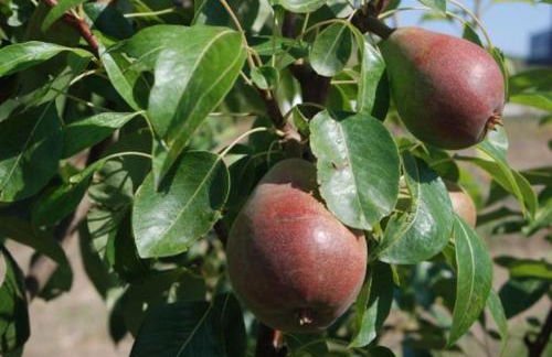 Quinta da Estima - Foto 68