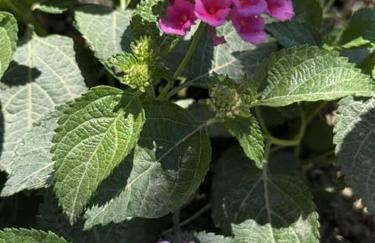 Hector's studios - Foto 22