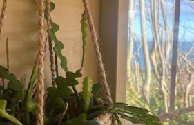 The Pink Cottage upstairs suite & Garden Summer Room - Foto 63