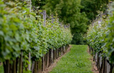 Kuća za odmor Mateja Varaždinske Toplice - Foto 64