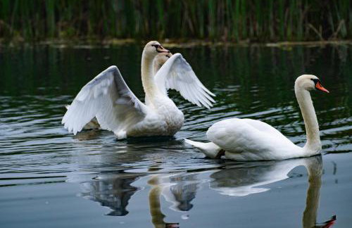 Riverside Apartments - Foto 39