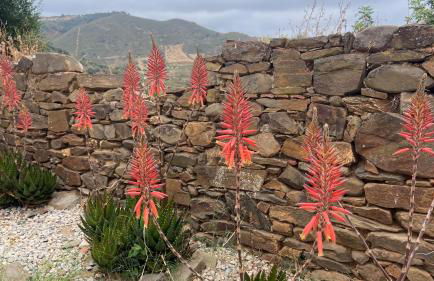 Malhada do Sao - Foto 57