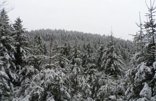 Ferienhaus "Schleif" - Foto 14