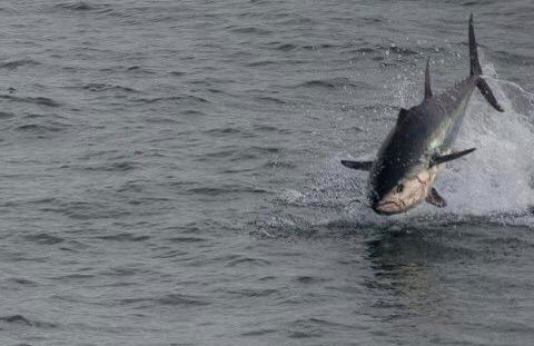 L'Imprenable vue mer - Photo 30