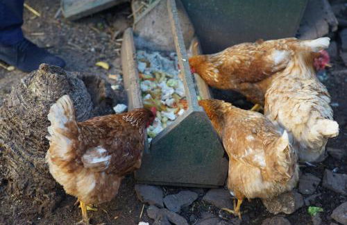 Quinta da Saraiva - Foto 158