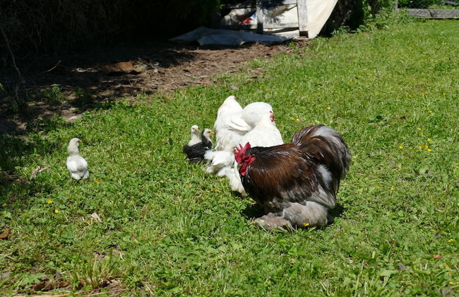 Haag Zimmervermietung - Foto 42