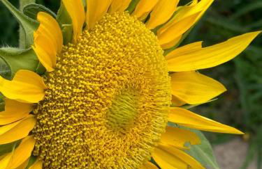 Monte Castelo - Meu Flat - Foto 32