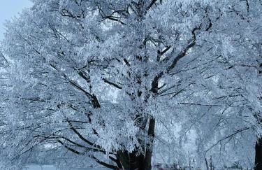 Seeschwalbe Classic 306 - Foto 24